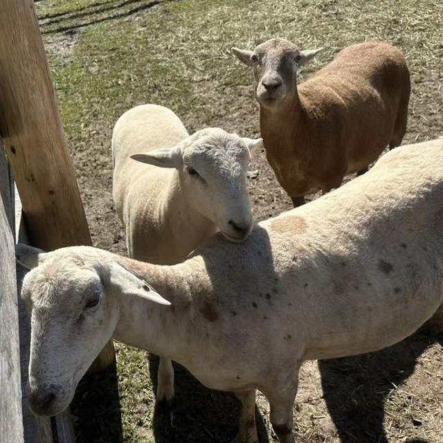 Sheep
