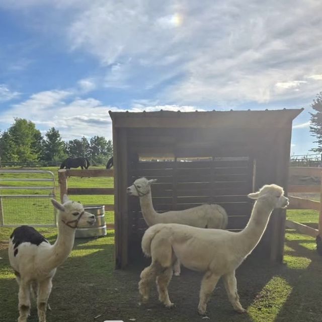 Alpacas