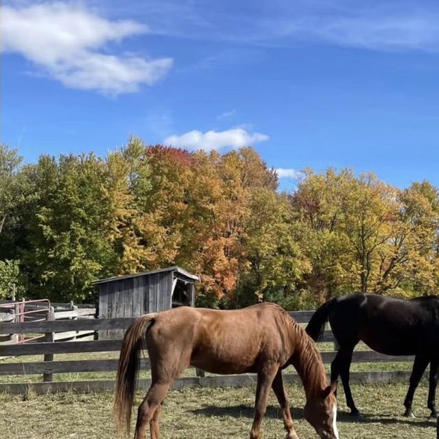 Horses
