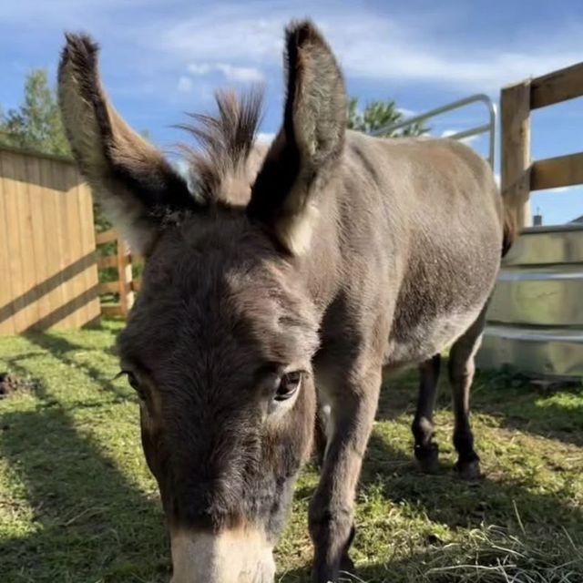Donkey