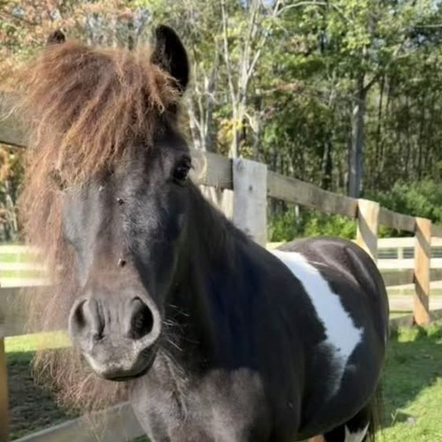 Mini horses