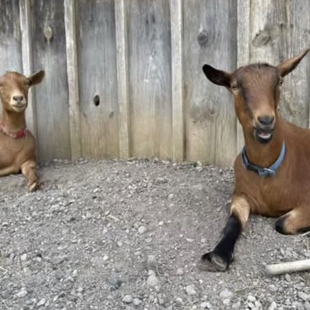 Goats