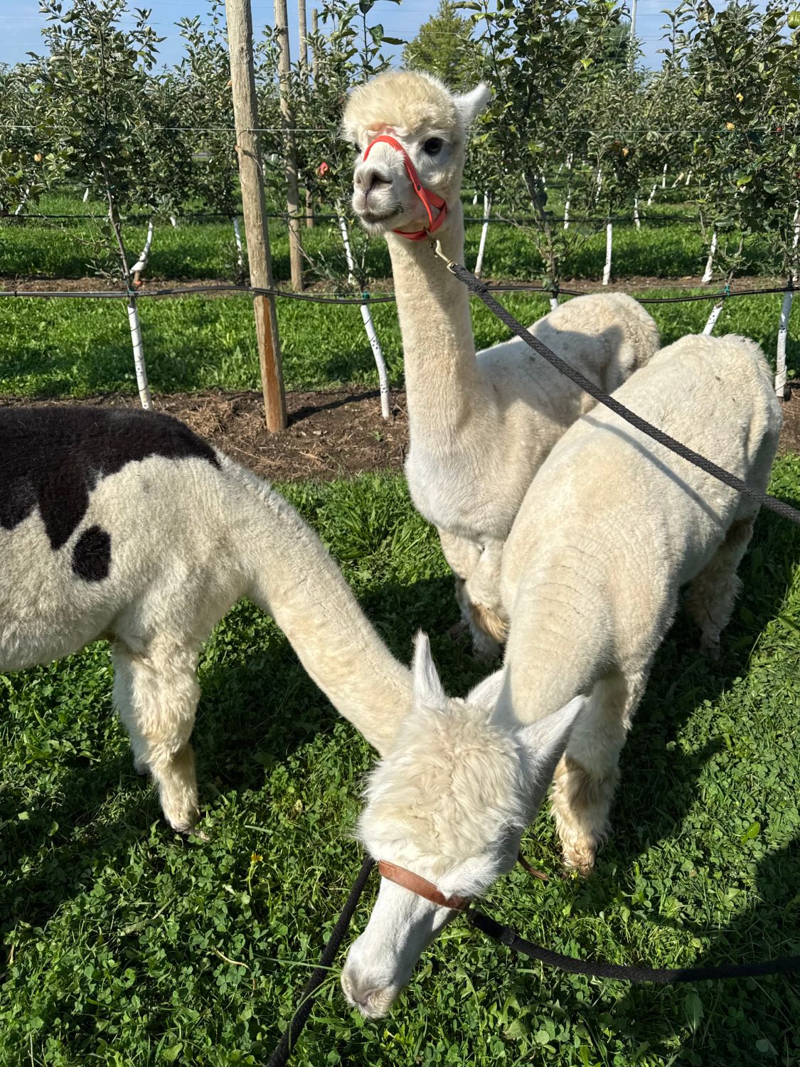 Alpacas between the rows