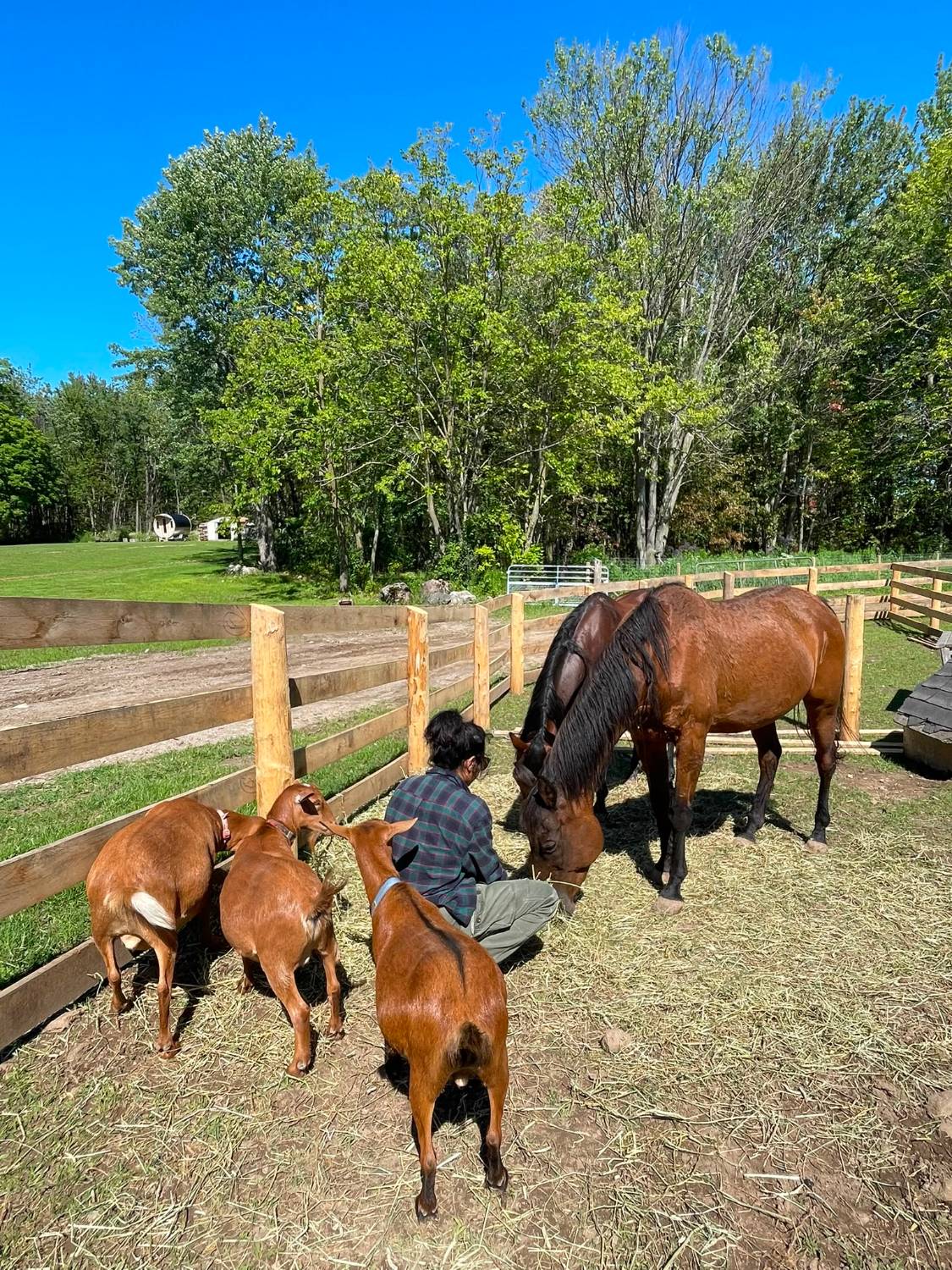 Feeding the goats and horses in the paddock