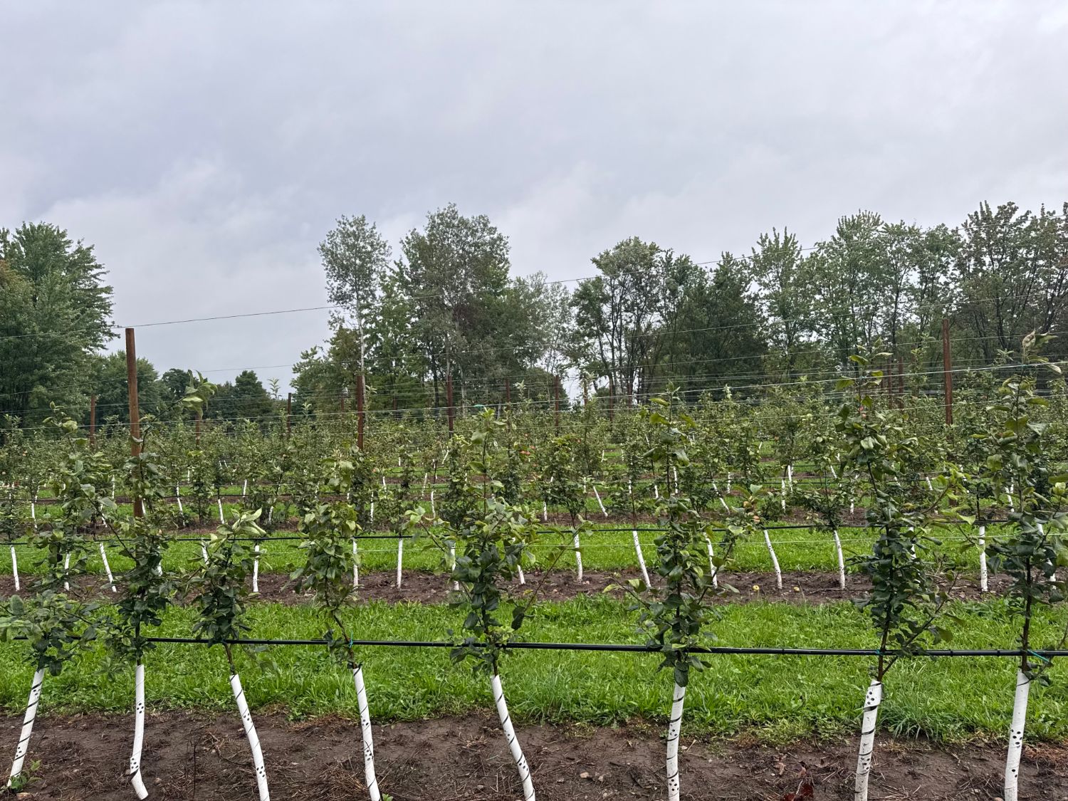 The young rows on a grey morning