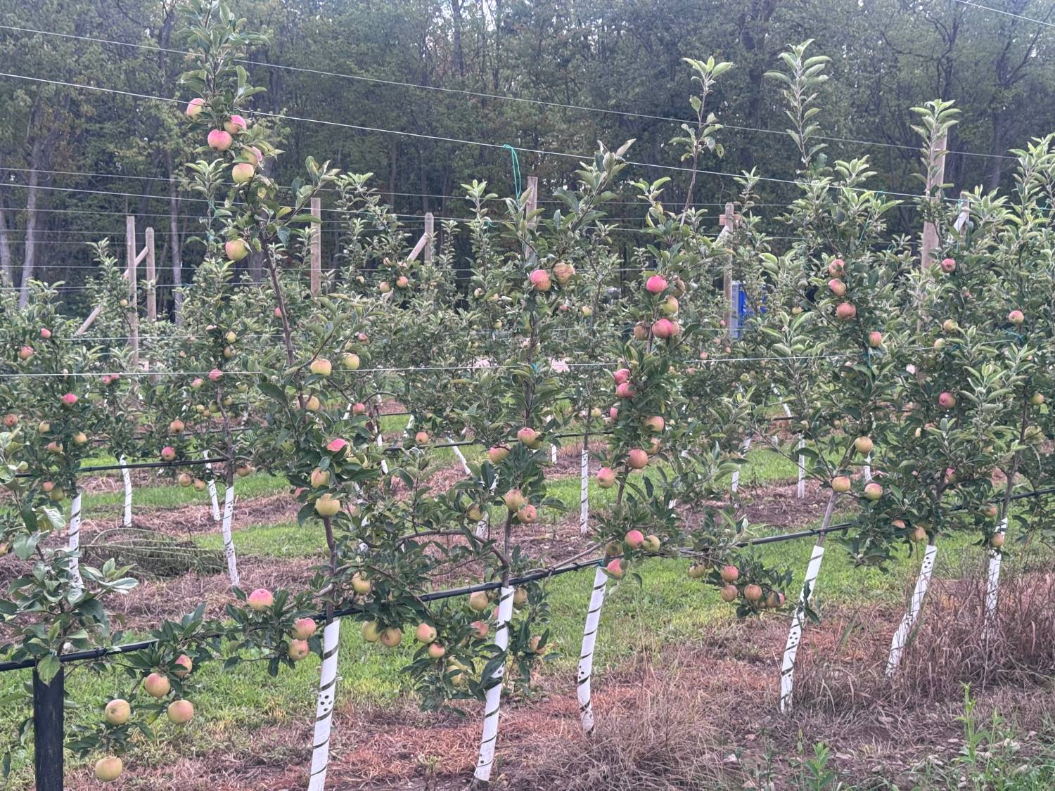 Apples ripening along the trellised rows