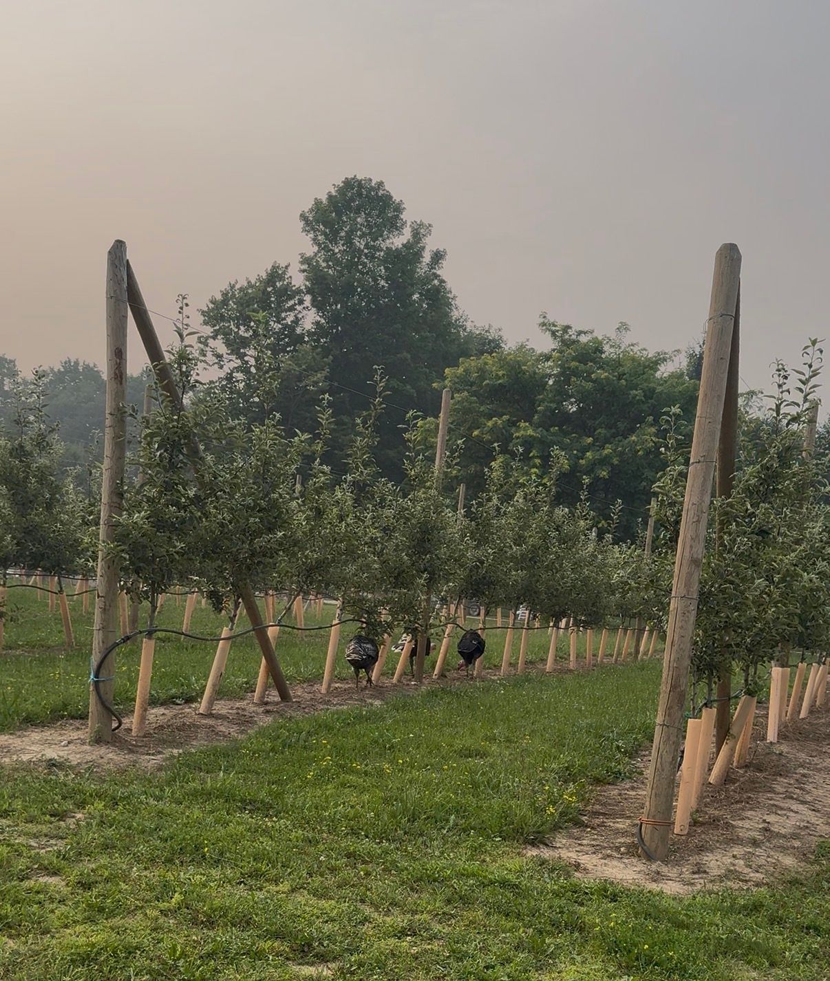 Turkeys wandering the apple rows
