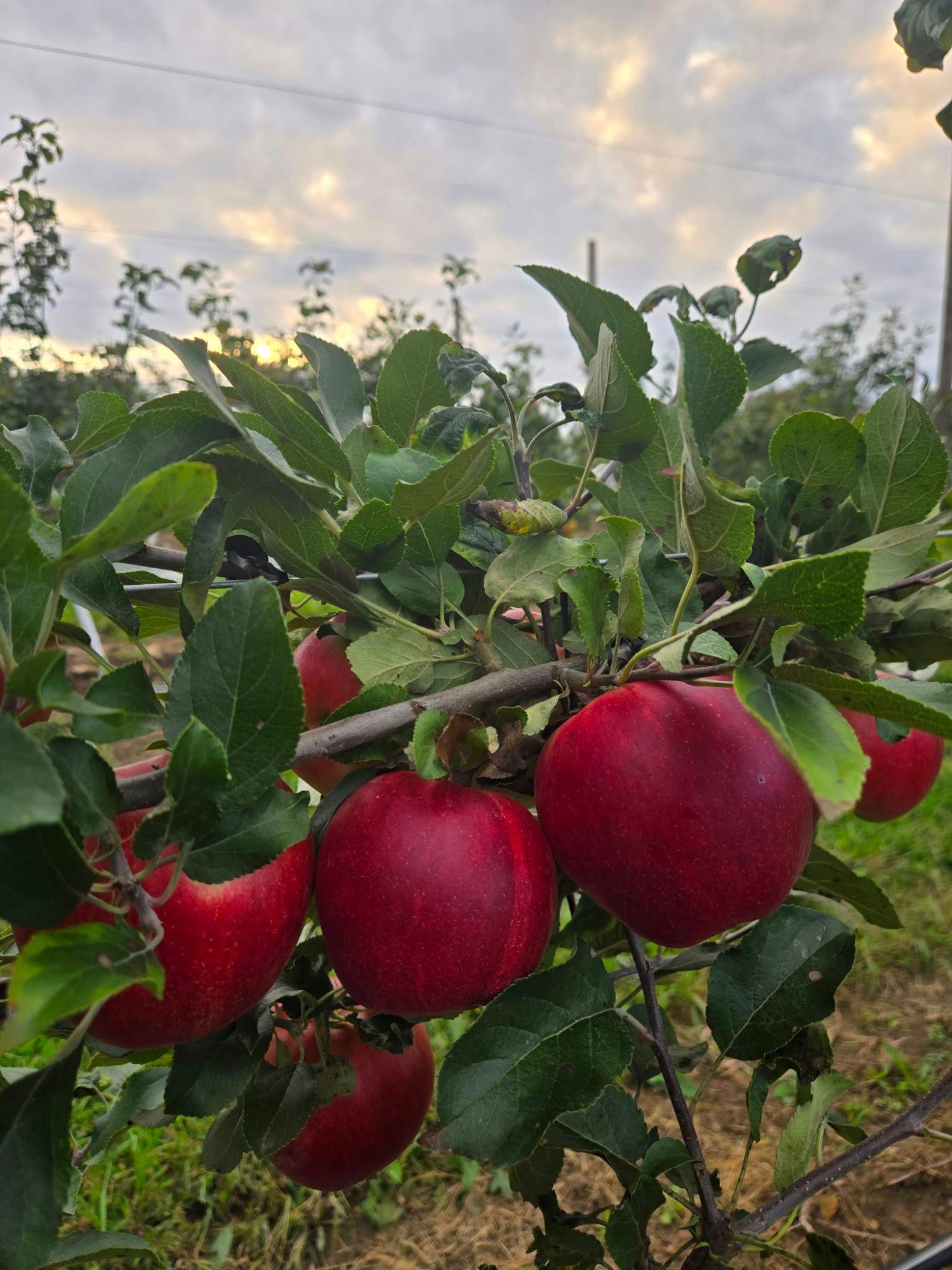 Red apples on the branch at dusk