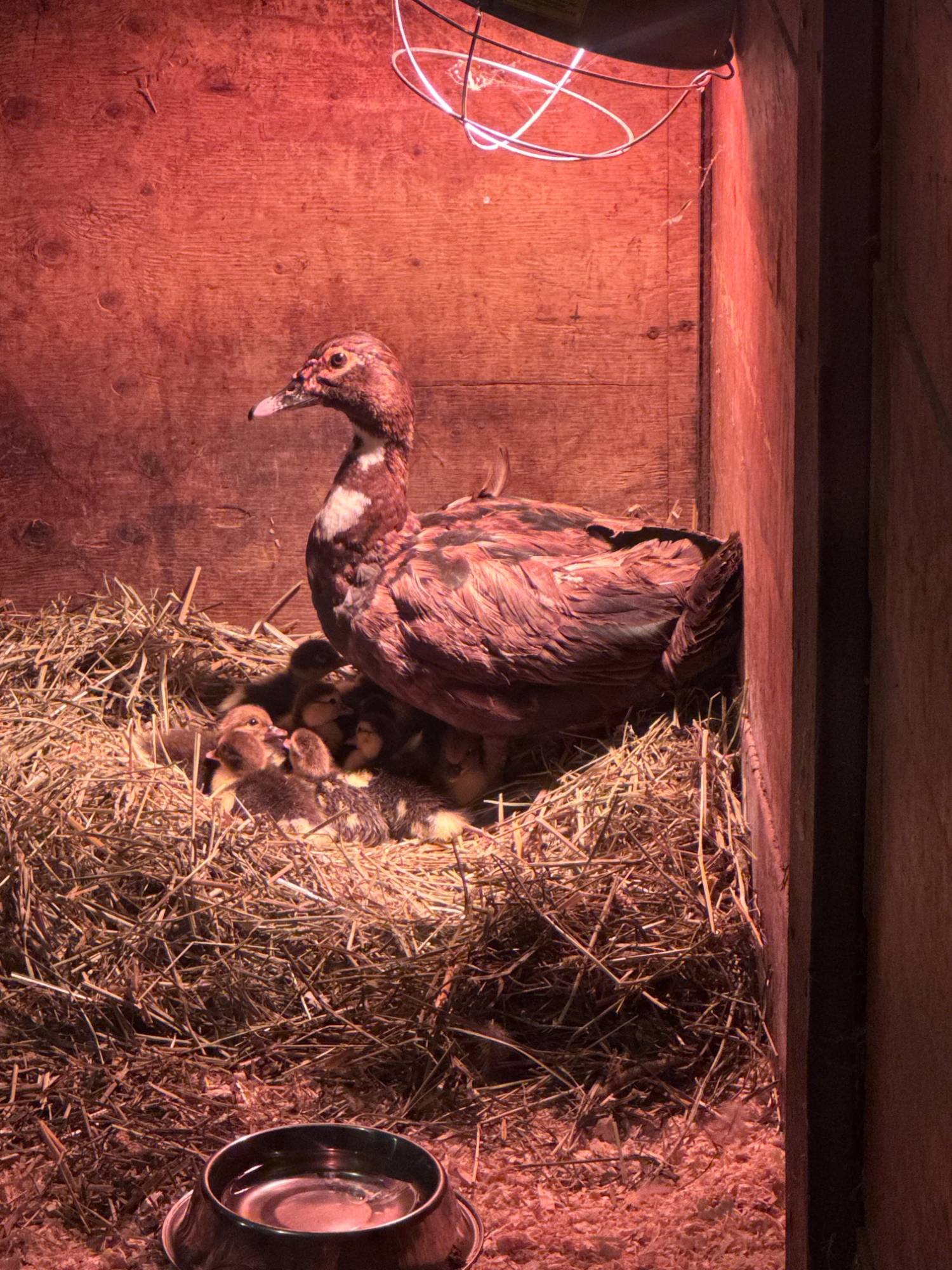 A muscovy duck with her ducklings under the heat lamp